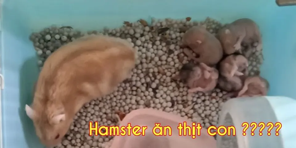 Vì sao chuột hamster ăn con
