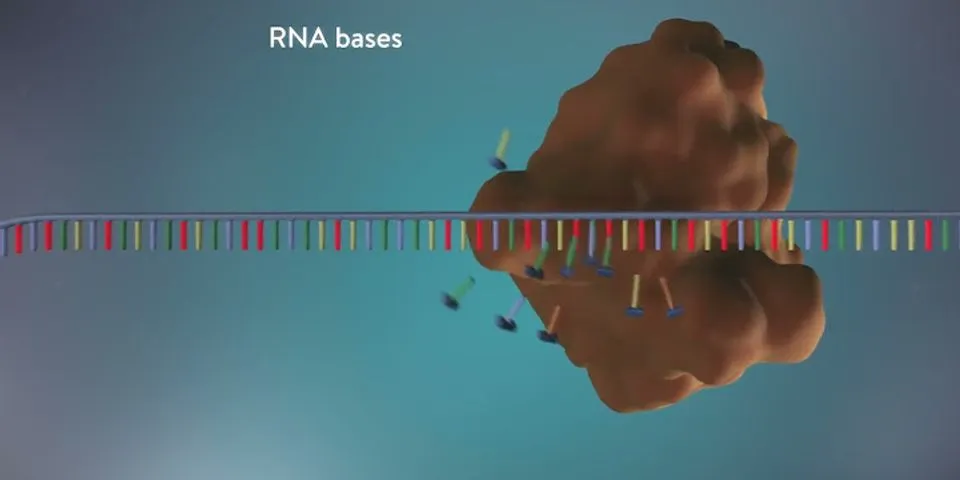 Vì sao trong quá trình nhân đôi ADN một mạch được tổng hợp liên tục còn mạch kia tổng hợp gián đoạn