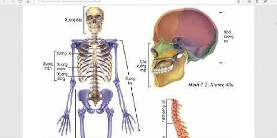Ý nghĩa của sự khác nhau giữa xương tay và xương chân