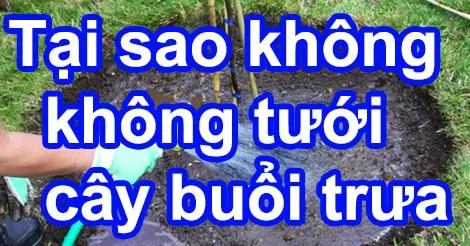 Tại sao không tưới cây vào buổi trưa?