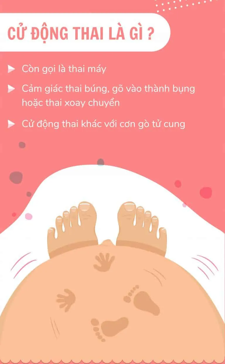 Thai máy là gì? Bao nhiêu tuần thì thai máy? Thai máy ở vị trí nào?