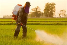 FAO và WHO kết luận Glyphosate không có nguy cơ gây ung thư