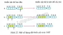 Quan sát hình 22 a, b, c. Hãy trả lời các câu hỏi sau: