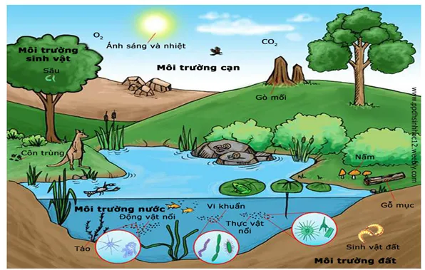 Các yếu tố tự nhiên ảnh hưởng đến sinh trưởng cây trồng